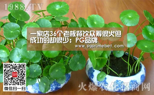 PG品牌